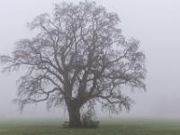 Baum mit mächtiger Krone auf nebliger Wiese